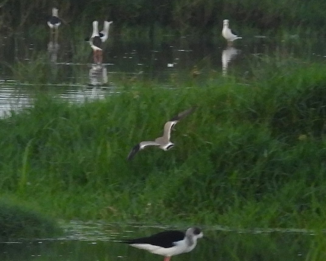 Small Pratincole - ML649208311