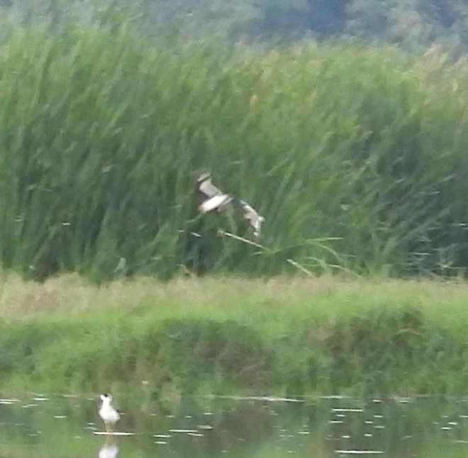 Small Pratincole - ML649208312