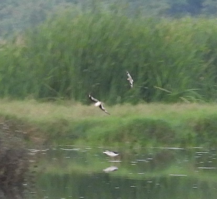 Small Pratincole - ML649208313