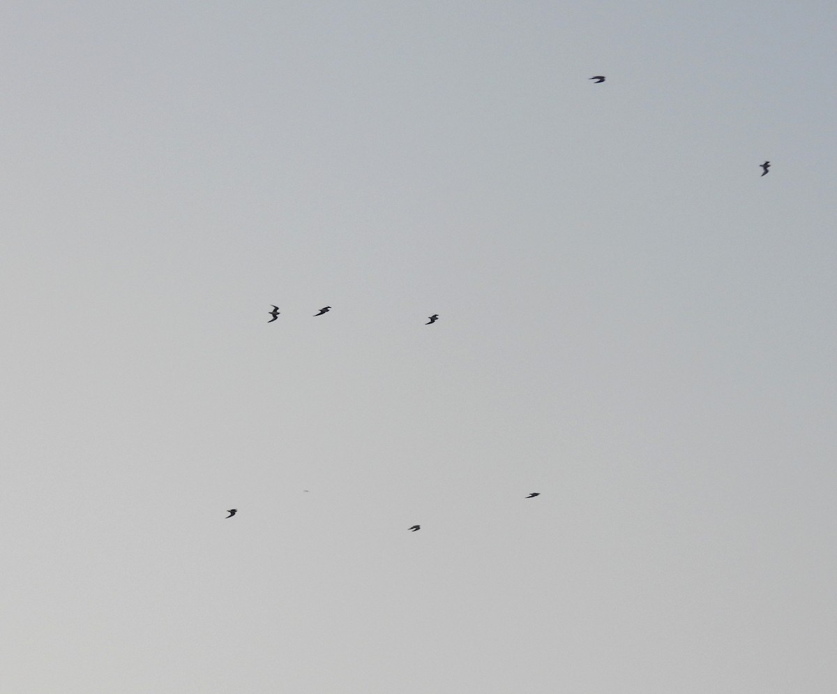 Small Pratincole - ML649208314