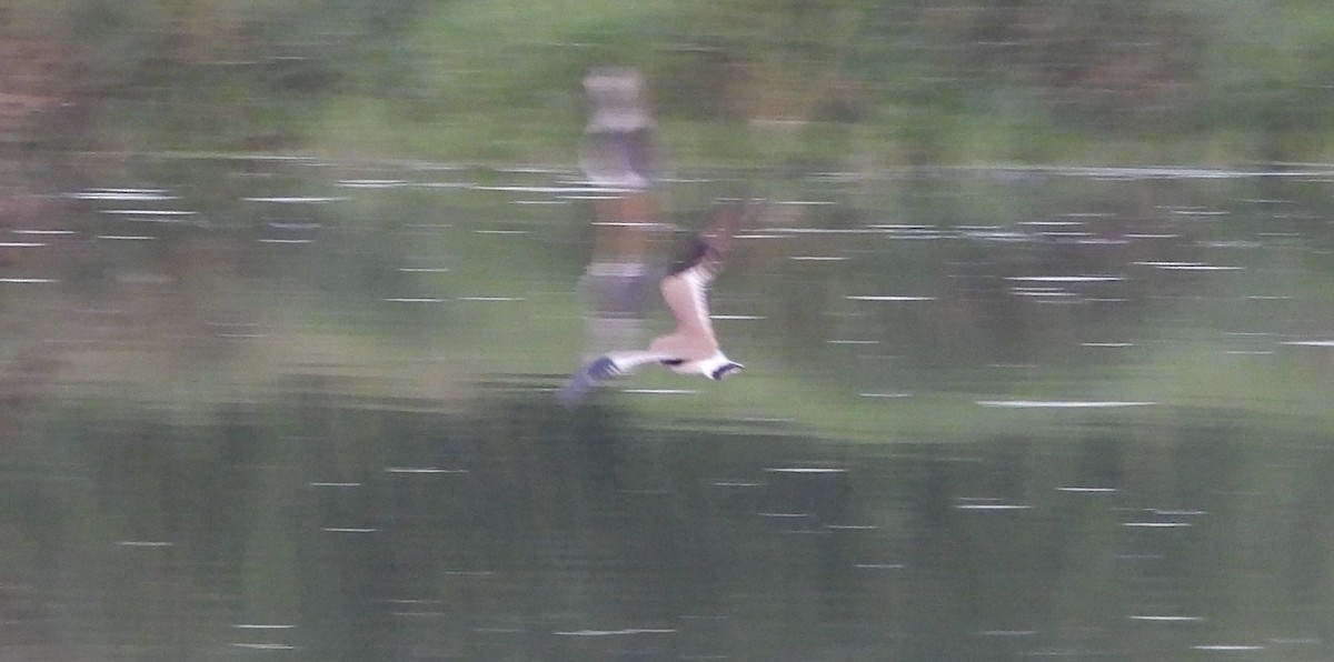 Small Pratincole - ML649208315