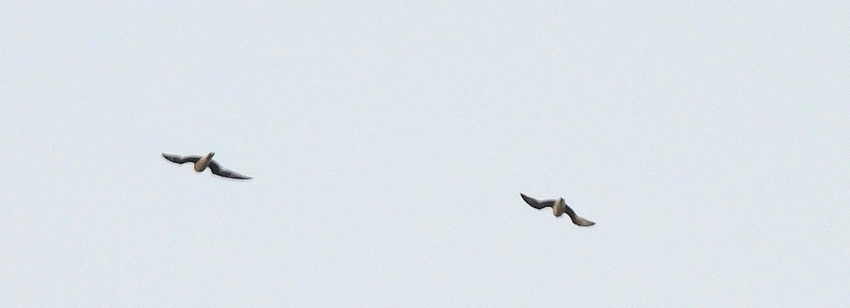 Small Pratincole - ML649208316