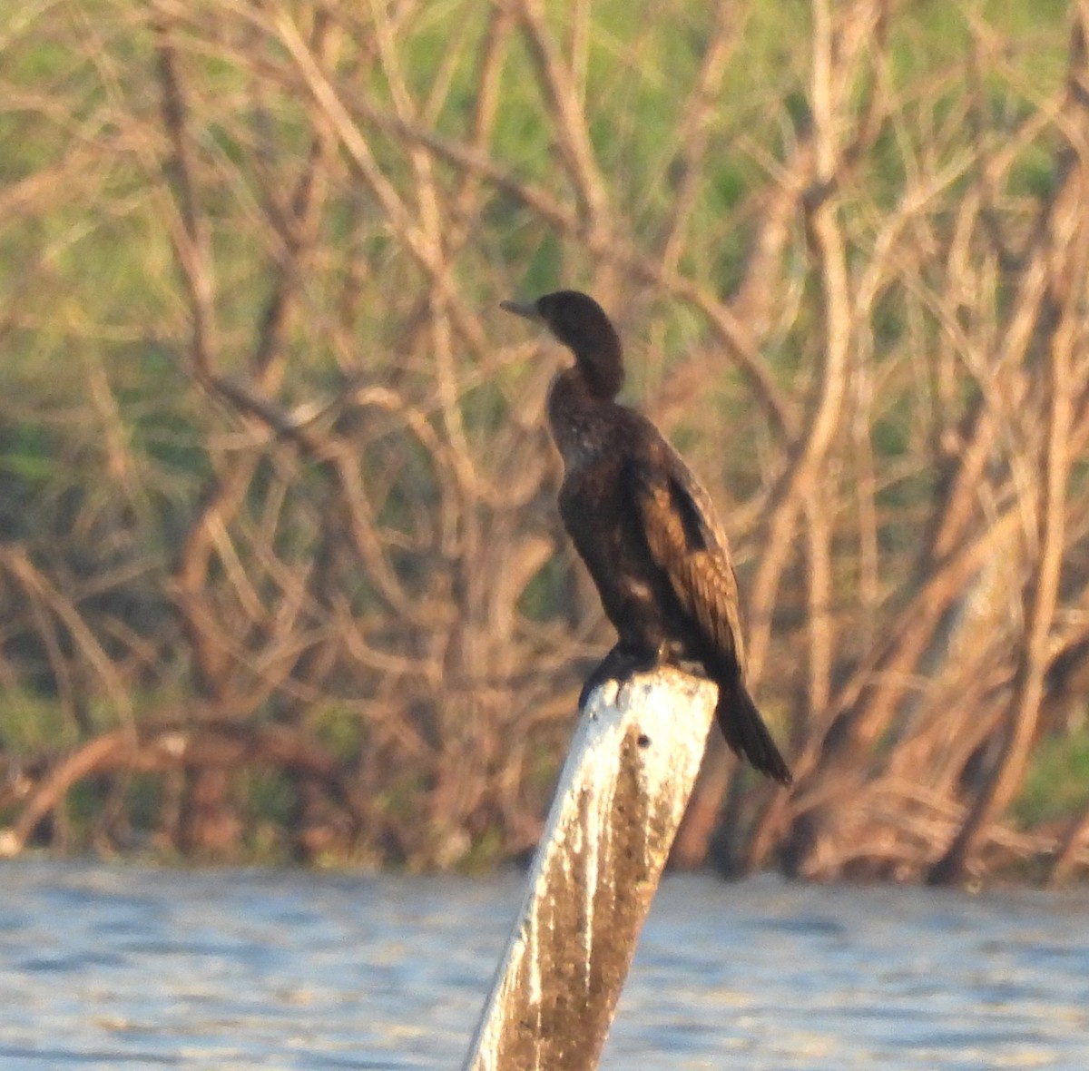 Little Cormorant - ML649208321