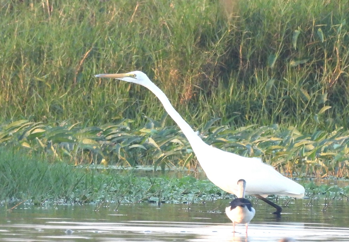 Great Egret - ML649208330