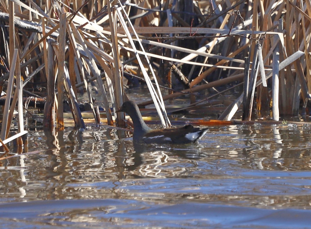 Common Gallinule - ML649208449