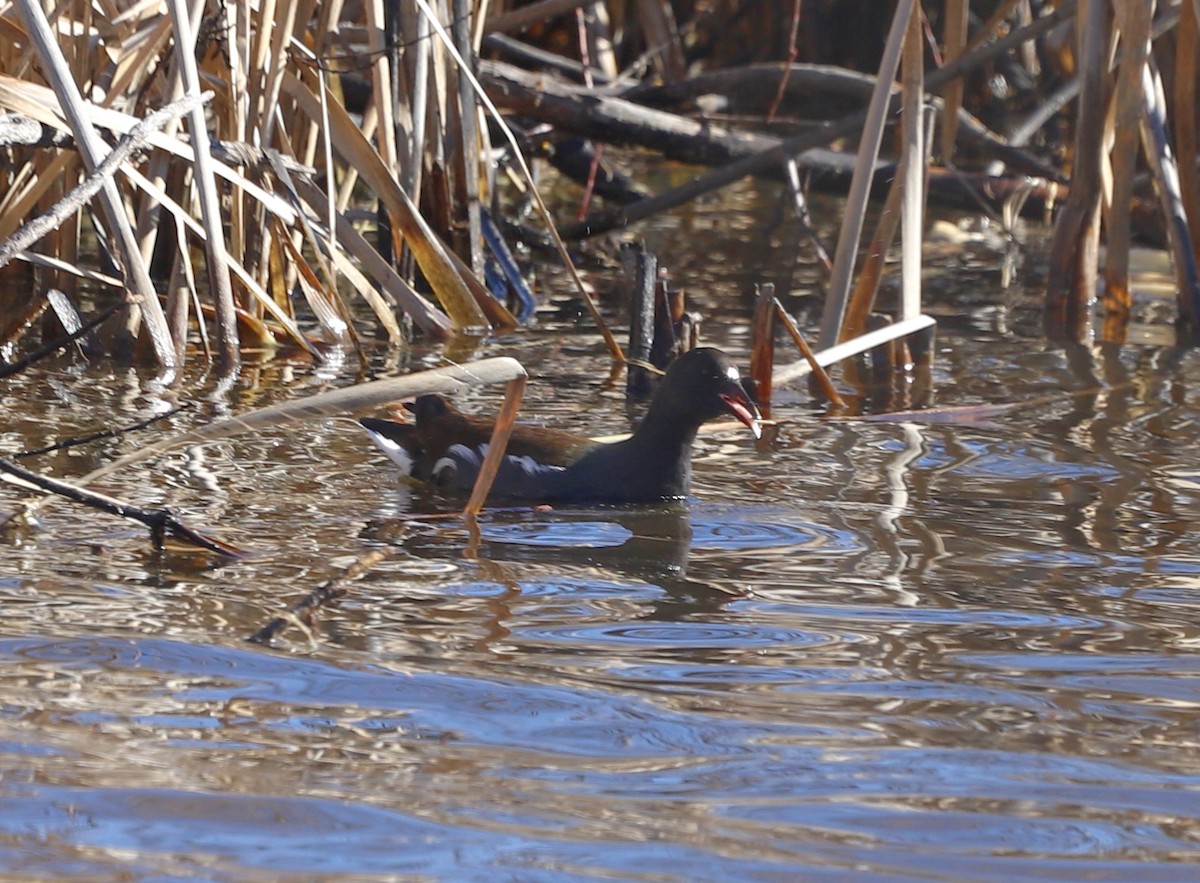 Common Gallinule - ML649208450