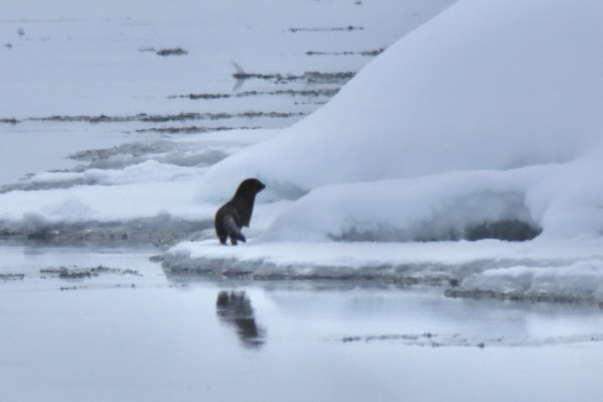 American Mink - ML649208569