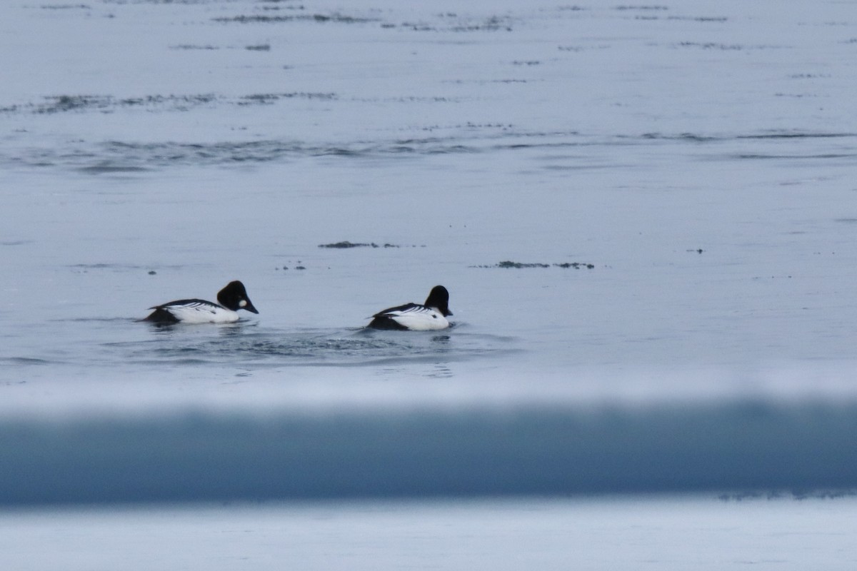 kvinand - ML649208617