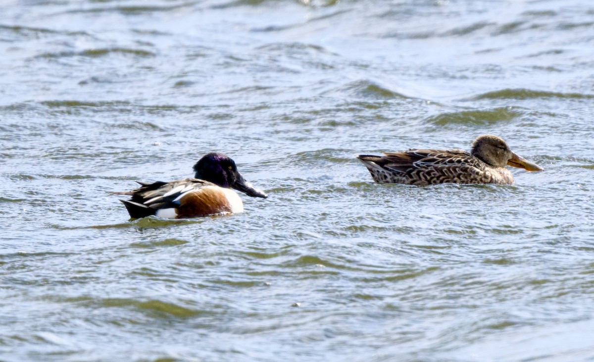 Широконіска північна - ML649208689