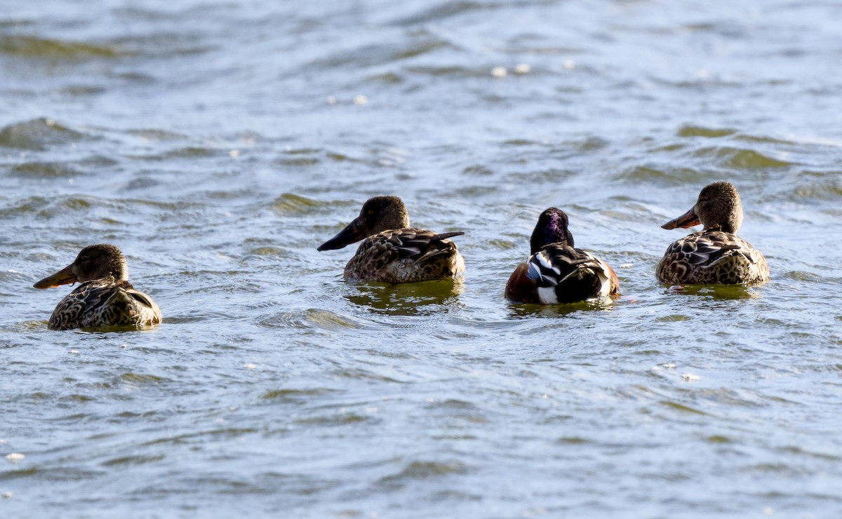 Широконіска північна - ML649208691
