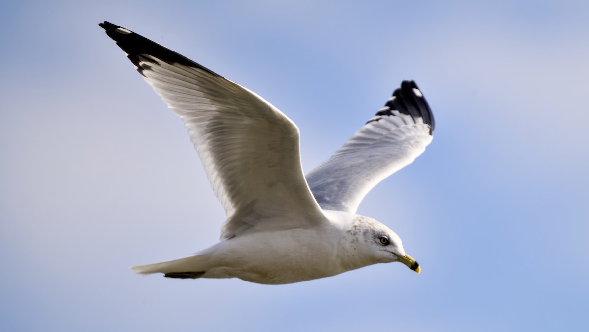 Мартин делаверський - ML649208726