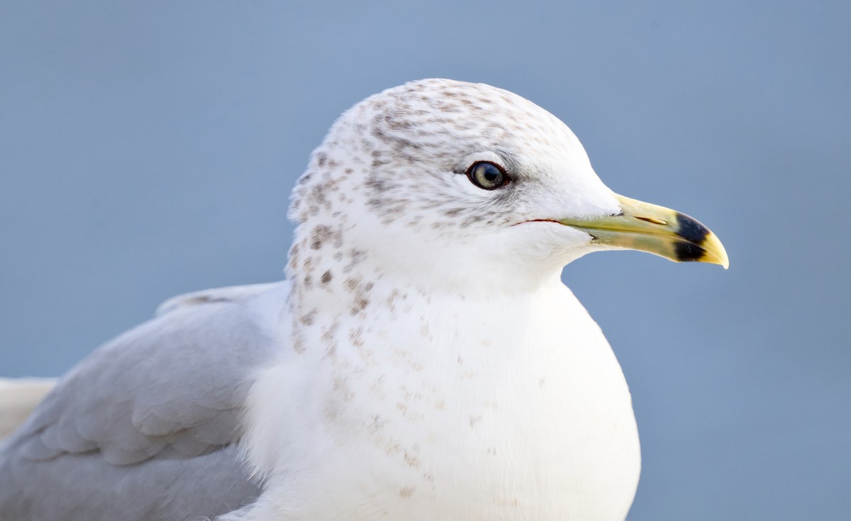 Мартин делаверський - ML649208727