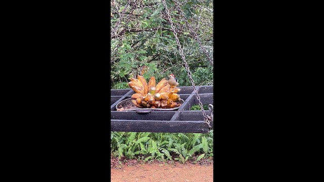 datel černolící - ML649208830