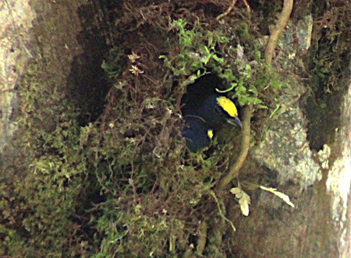 Spot-crowned Euphonia - ML649209178