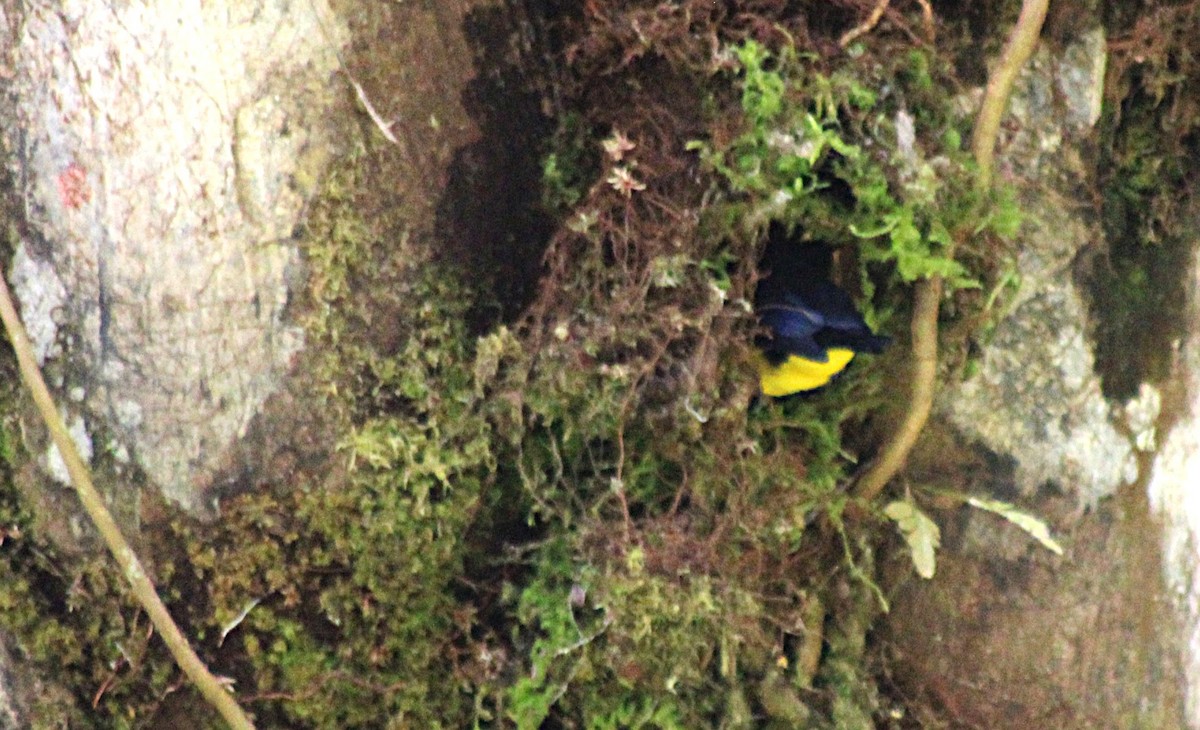 Spot-crowned Euphonia - ML649209179