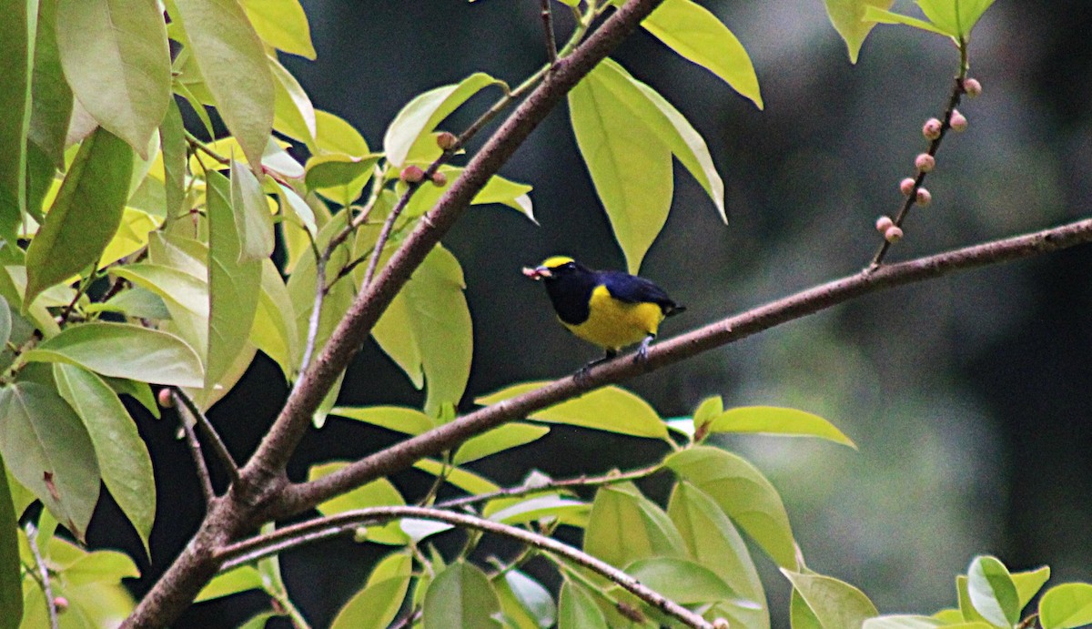 Spot-crowned Euphonia - ML649209181