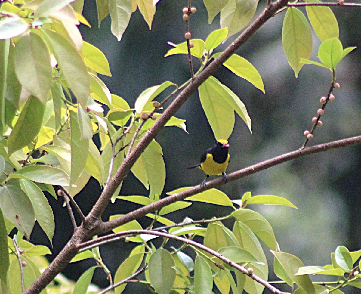 Spot-crowned Euphonia - ML649209183