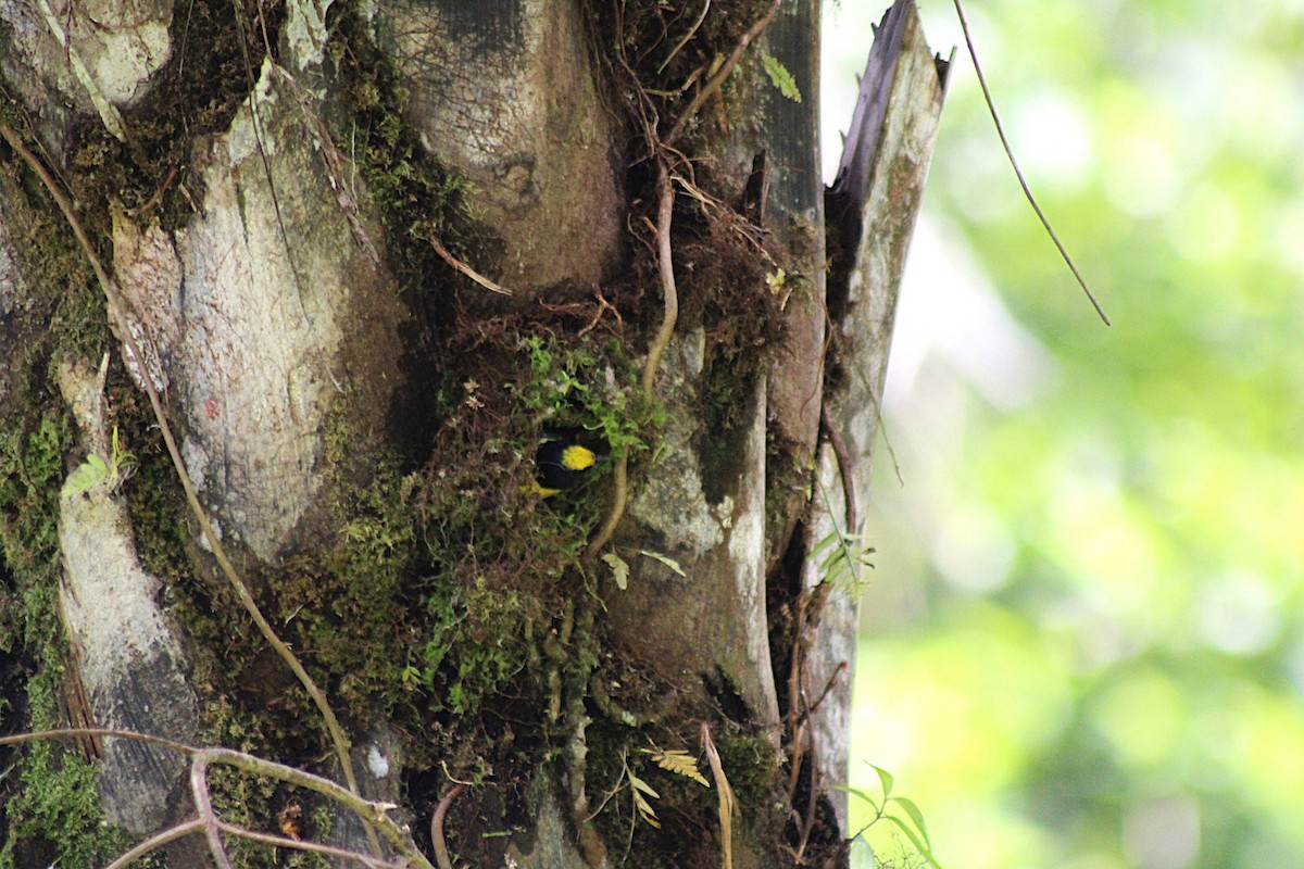Spot-crowned Euphonia - ML649209185