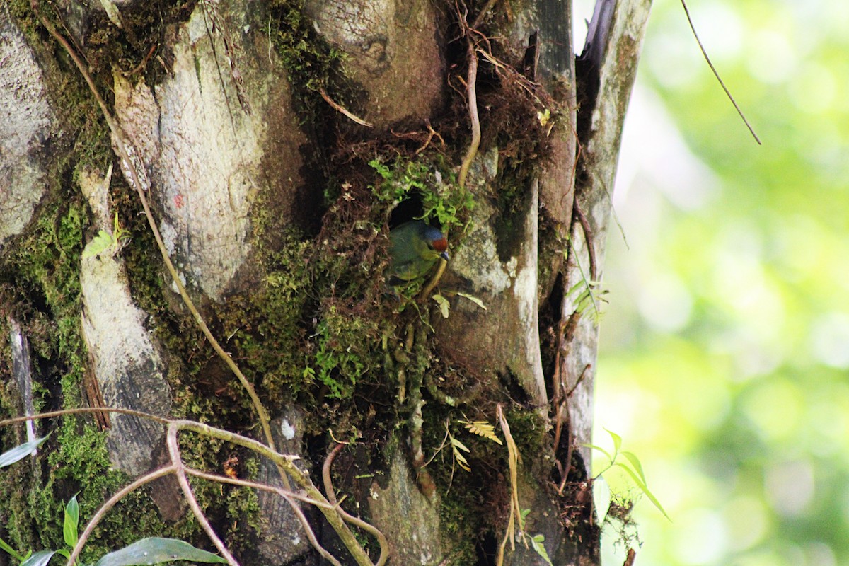 Spot-crowned Euphonia - ML649209186