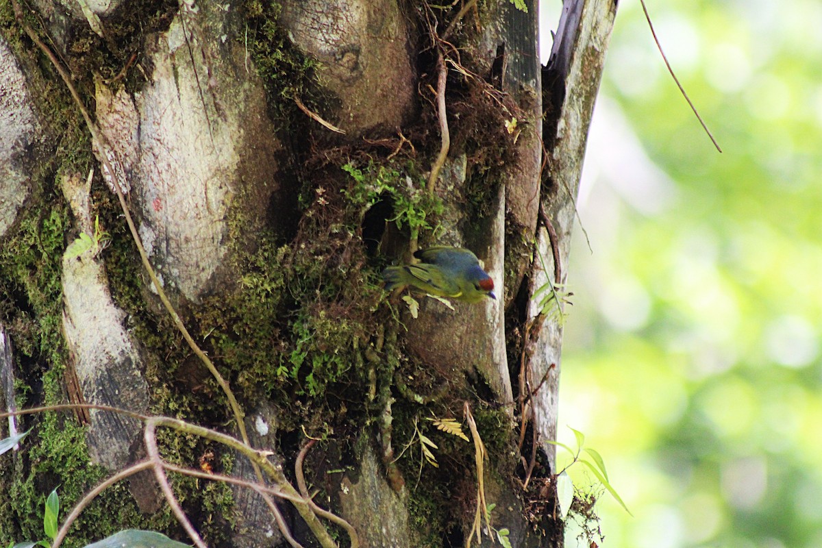 Spot-crowned Euphonia - ML649209187
