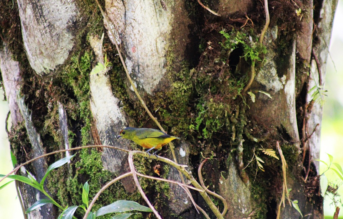 Spot-crowned Euphonia - ML649209188