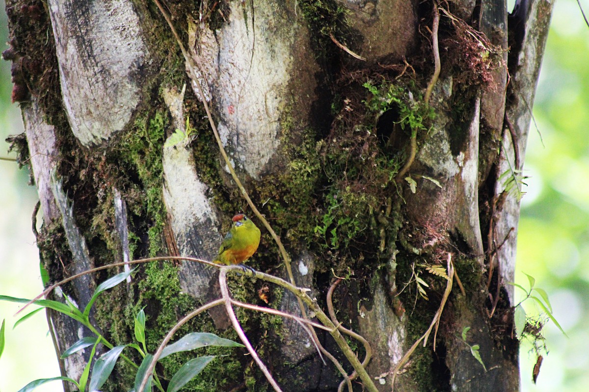 Spot-crowned Euphonia - ML649209189