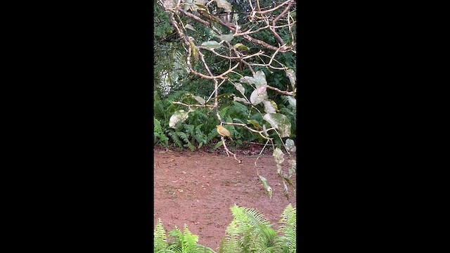 Carmiol's Tanager - ML649209195