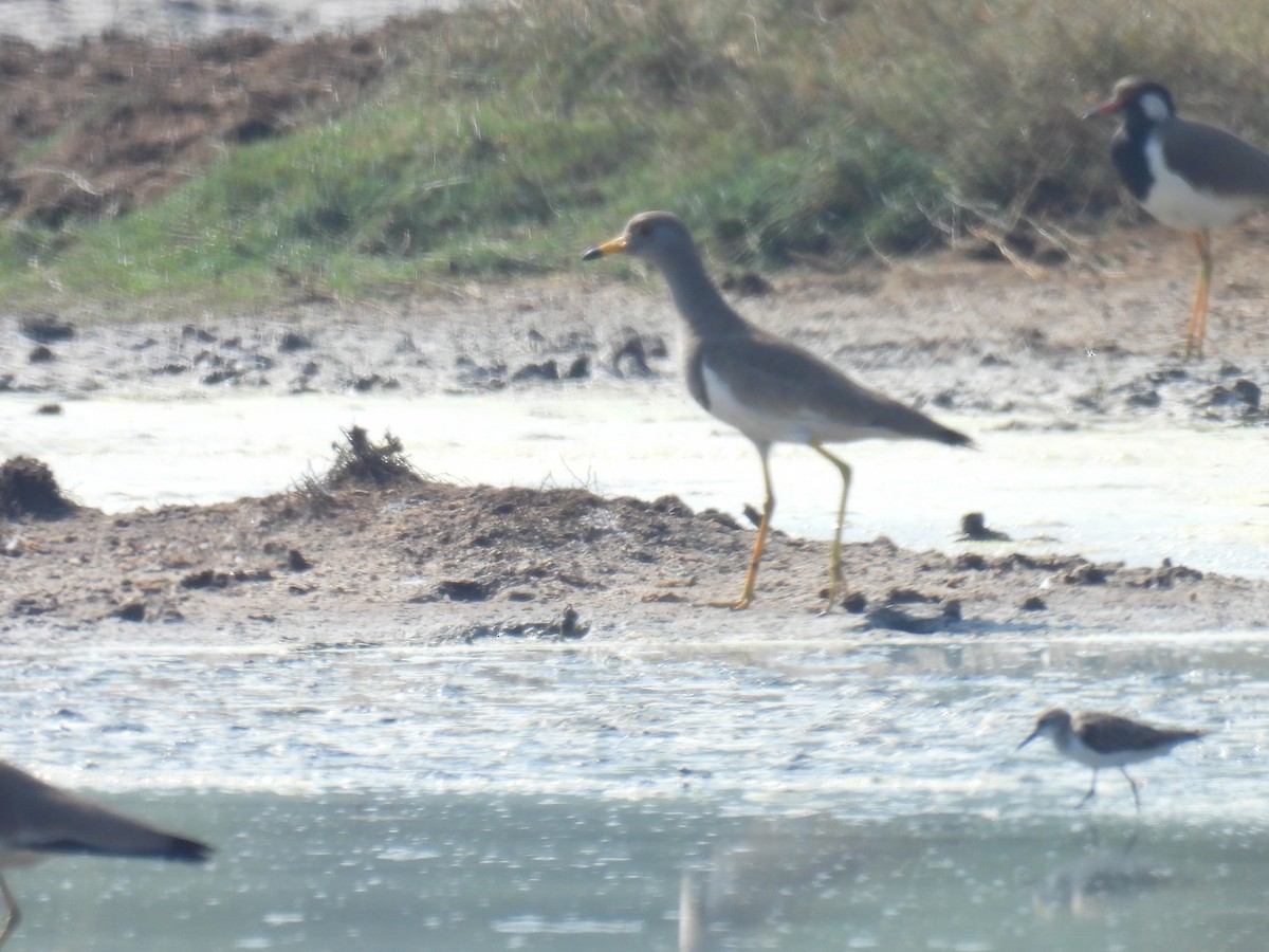Gray-headed Lapwing - ML649209234