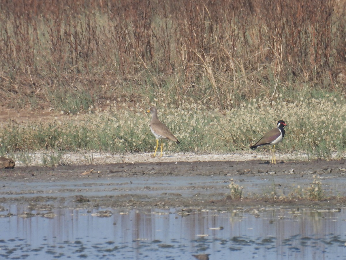 Gray-headed Lapwing - ML649209239