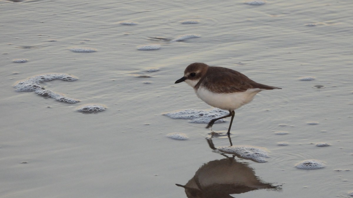 Tibetan Sand-Plover - ML649209264