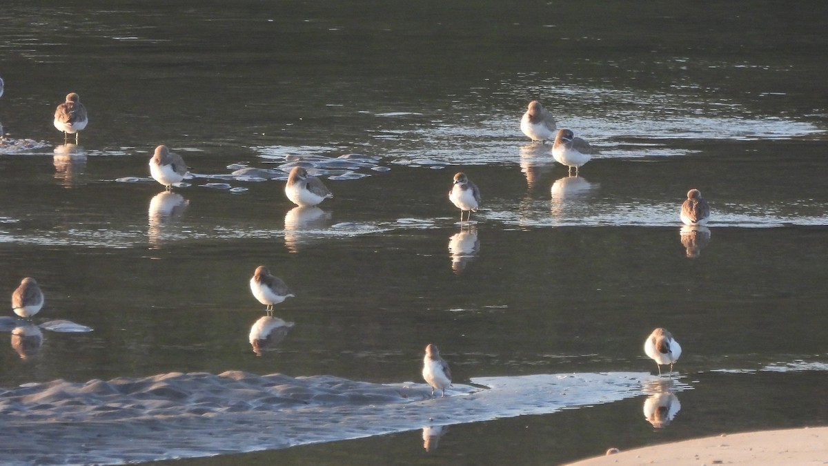 Tibetan Sand-Plover - ML649209265