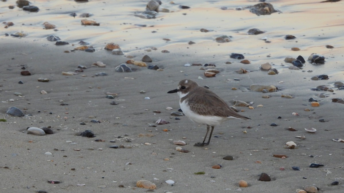 Tibetan Sand-Plover - ML649209266