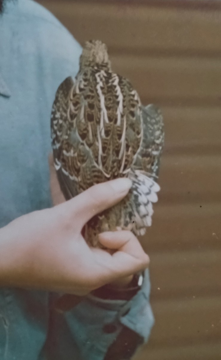 Great Snipe - ML649209687