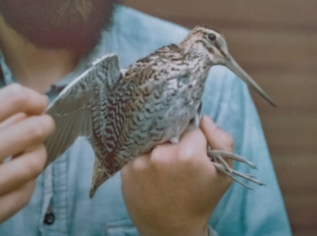 Great Snipe - ML649209724