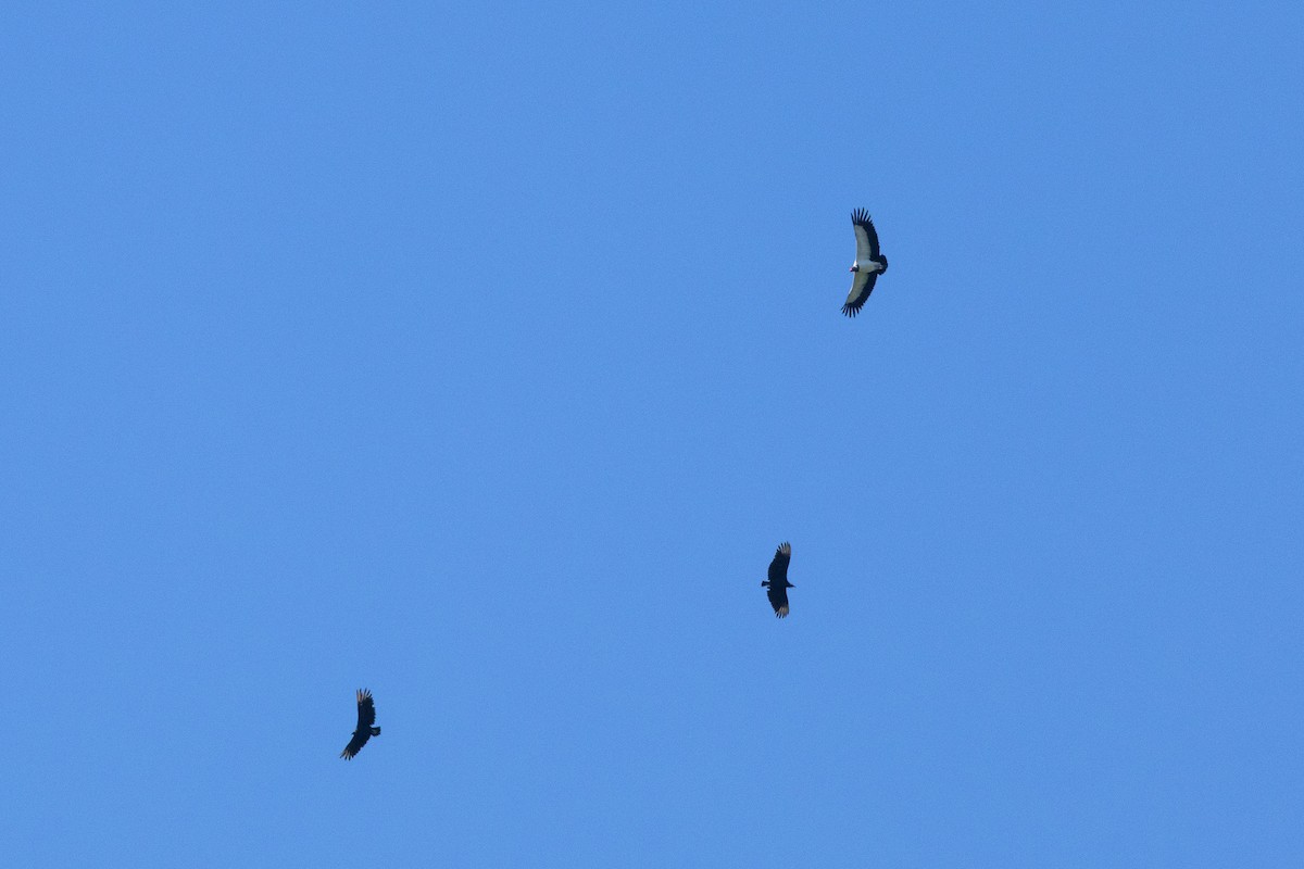 King Vulture - ML649209787