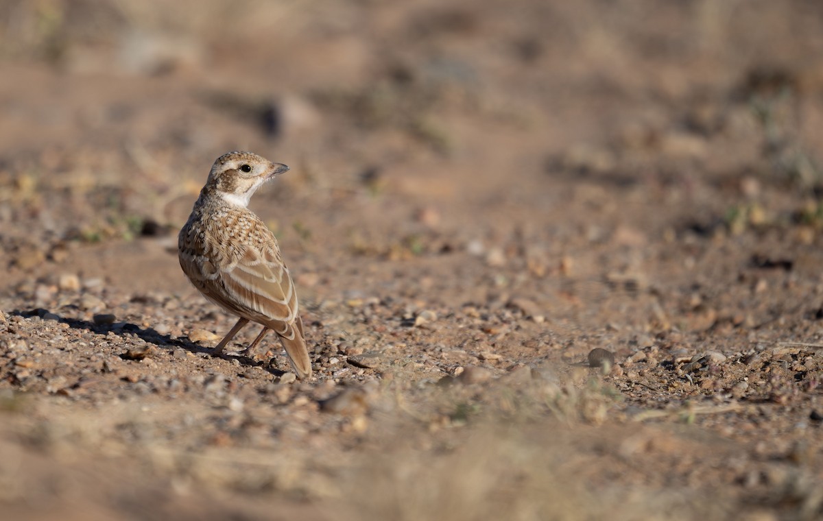 Alouette de Dunn - ML649210027