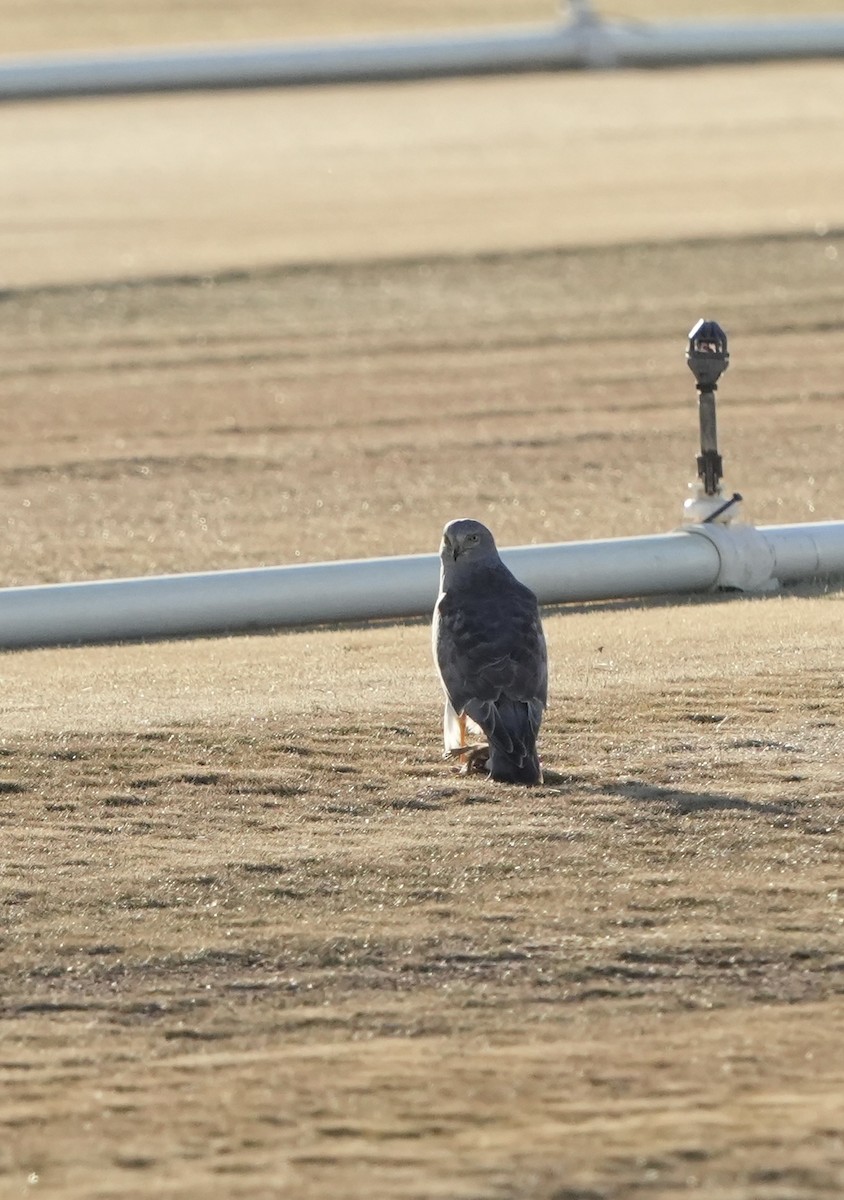 Busard des marais - ML649210038