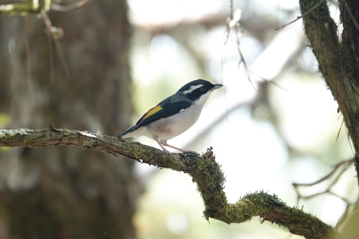 Allotrie siamoise - ML649210039