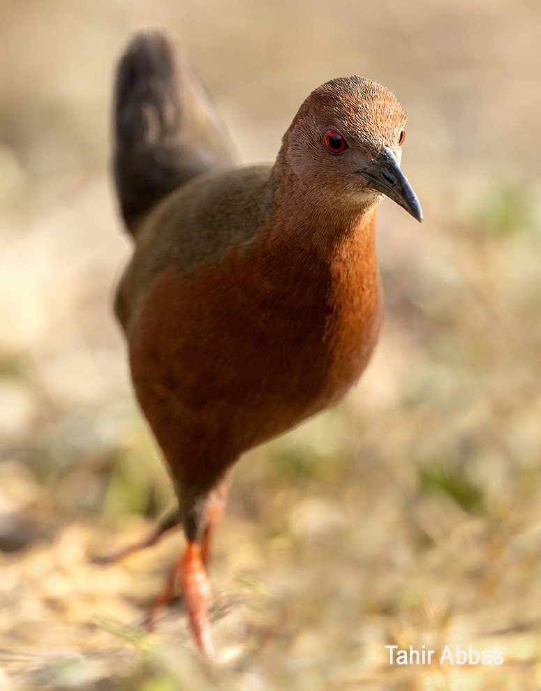 Marouette brune - ML649210040