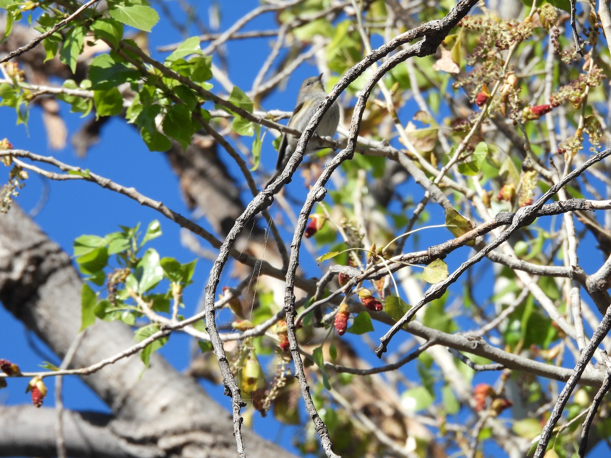 Paruline à croupion jaune - ML649210041
