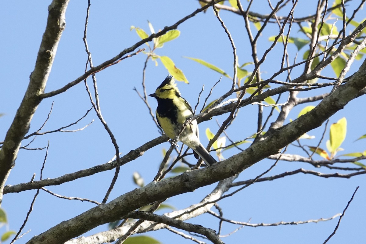 Mésange à dos tacheté - ML649210042