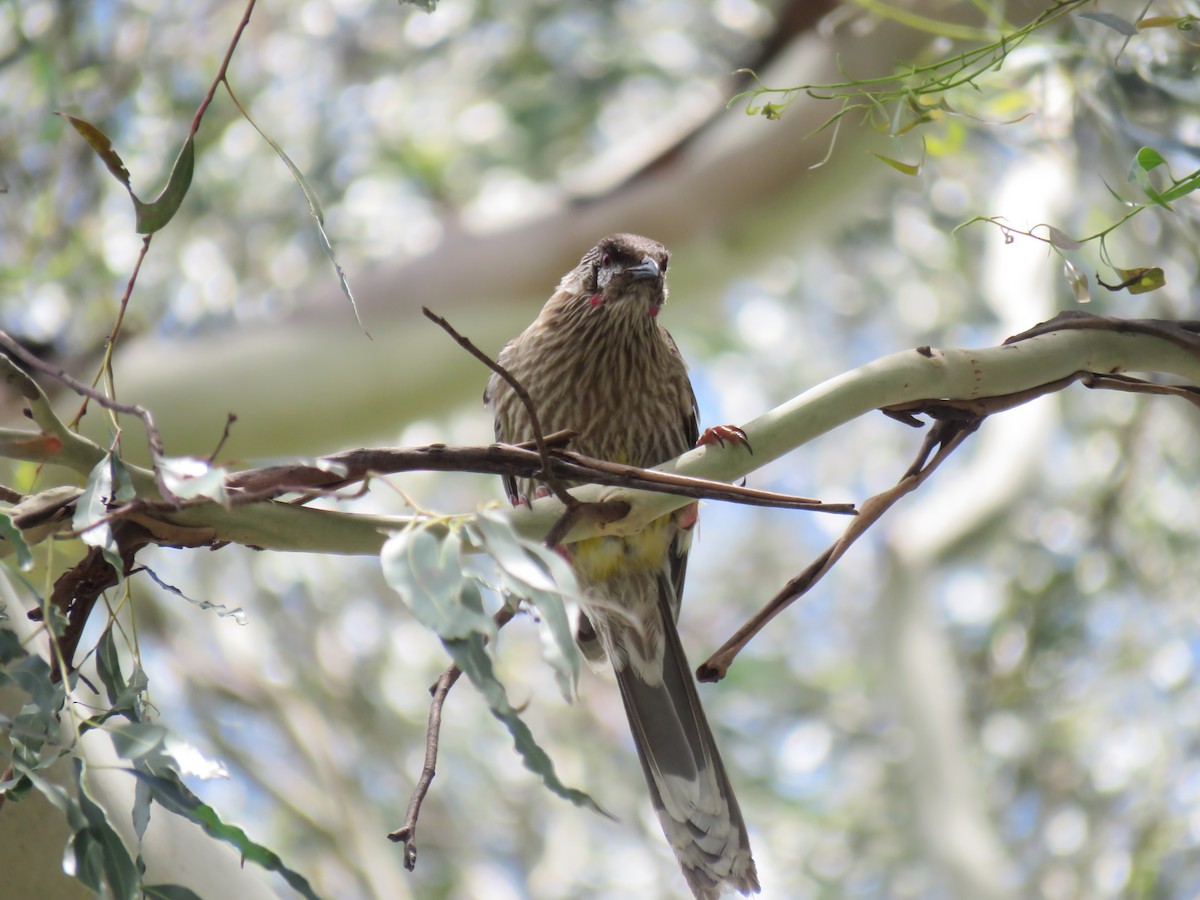 Méliphage barbe-rouge - ML649210045