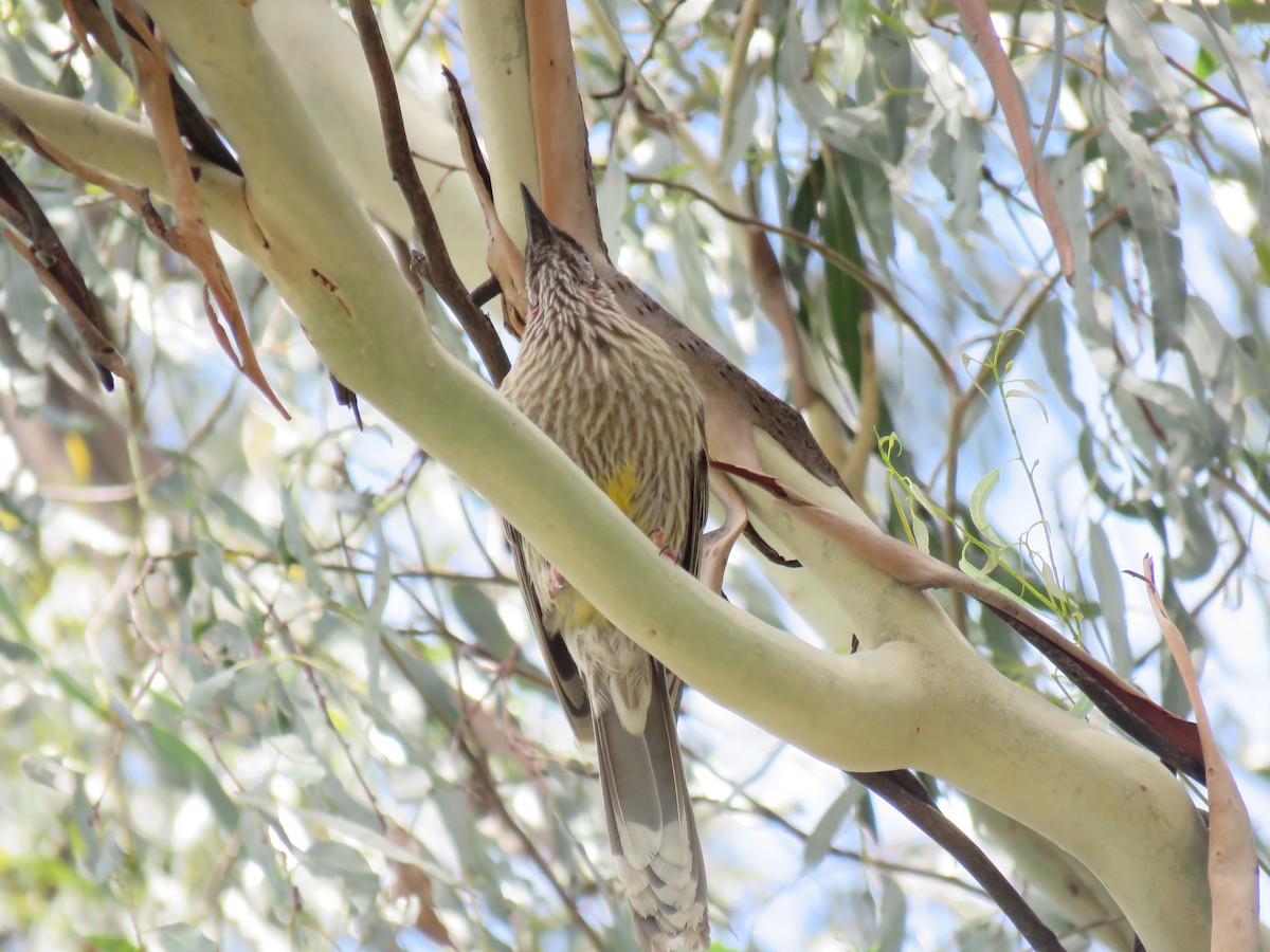 Méliphage barbe-rouge - ML649210046
