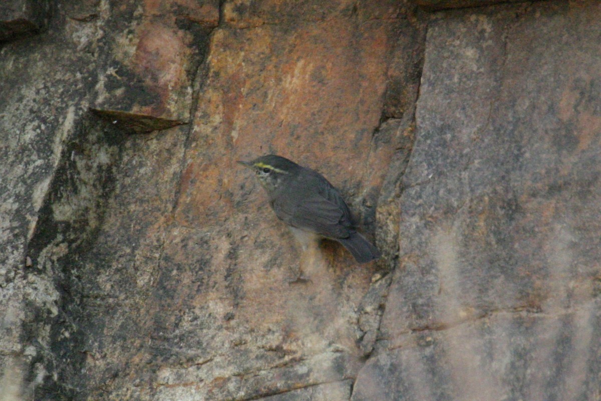 Pouillot griséole - ML649210047