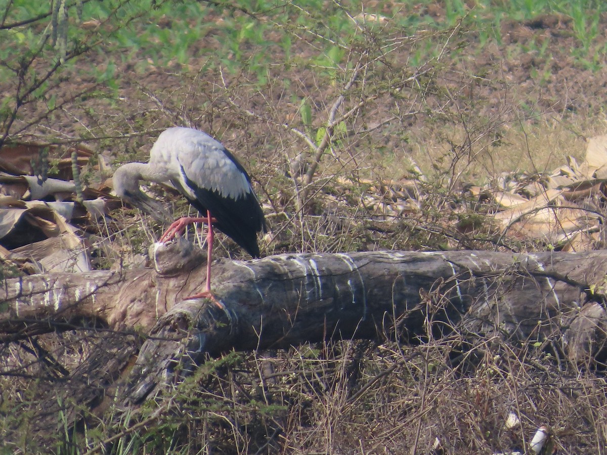 Bec-ouvert indien - ML649210048