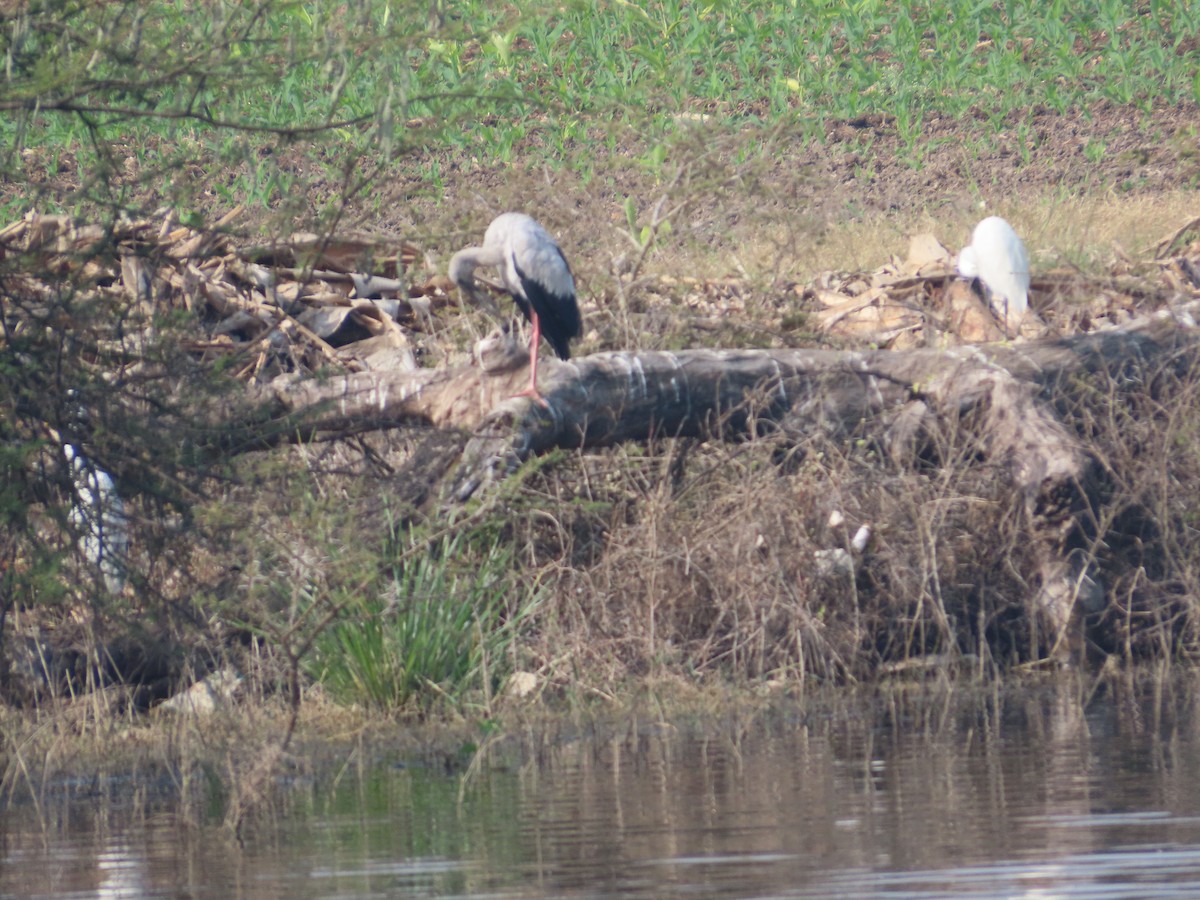 Bec-ouvert indien - ML649210049