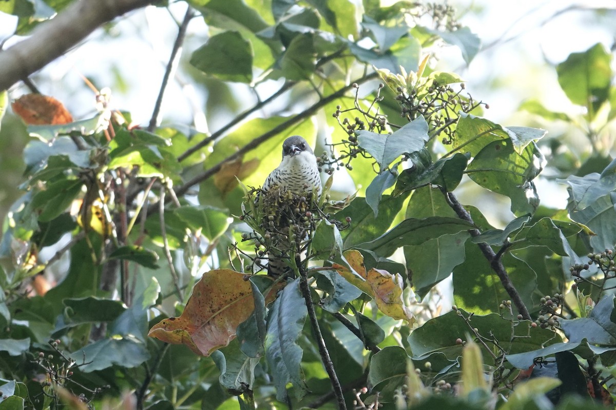 Cutie de Le Gallen - ML649210050