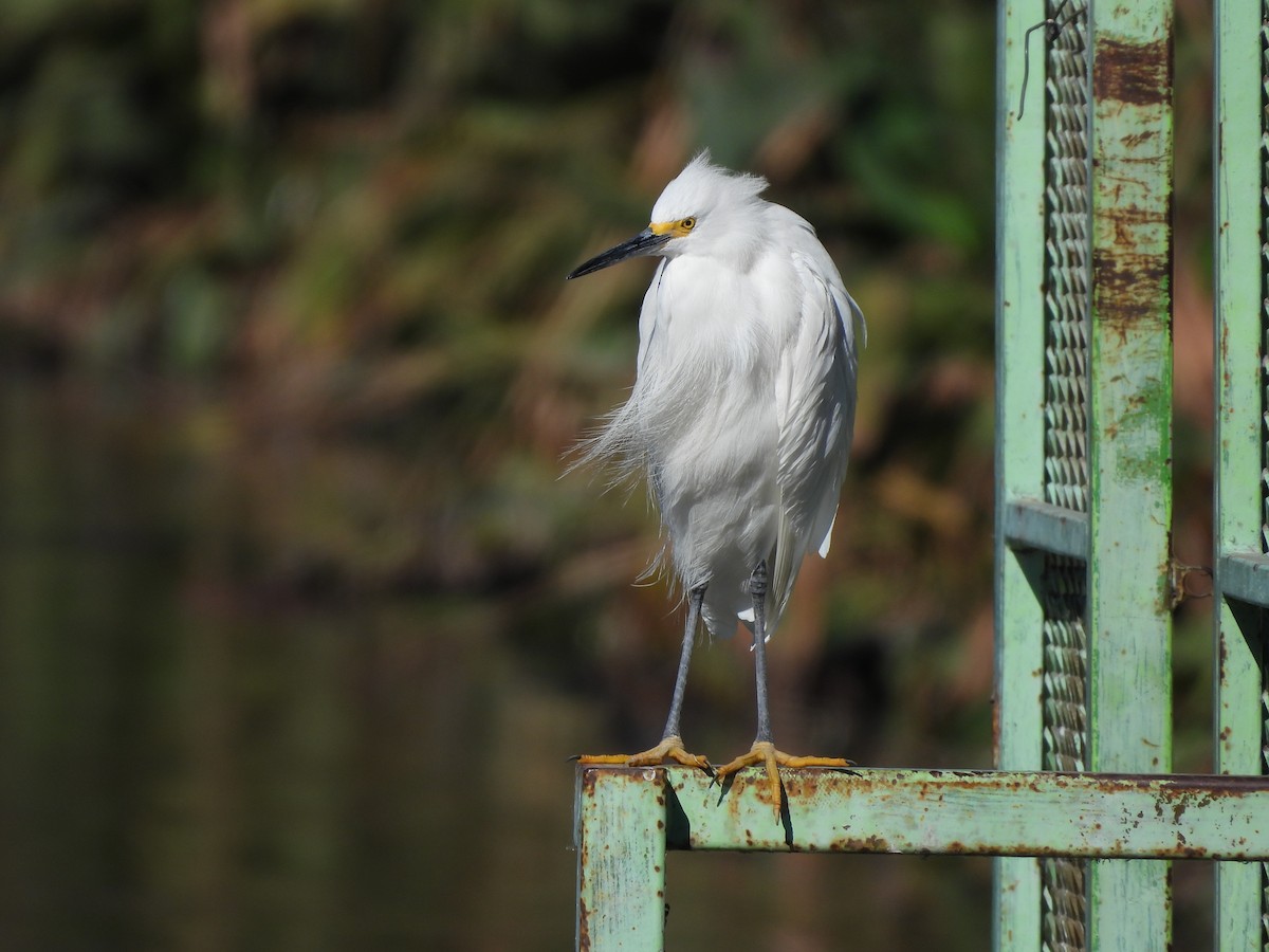 Aigrette neigeuse - ML649210051