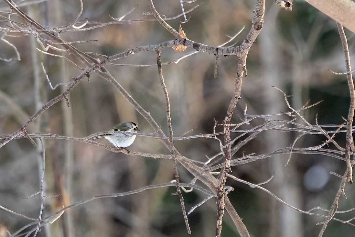 Roitelet à couronne dorée - ML649210052