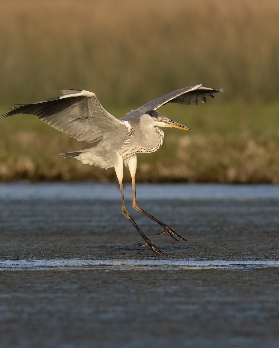 Héron cocoi - ML649210053